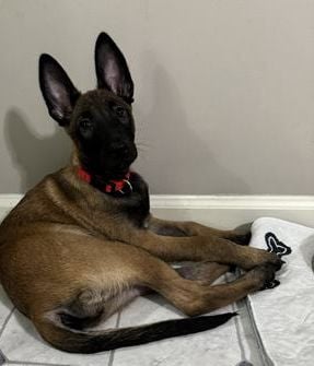 Kimber