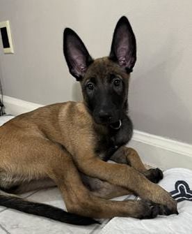Kimber