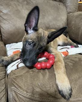 Kimber
