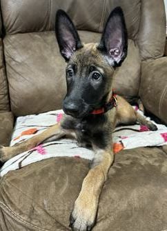 Kimber