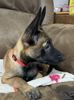 Kimber