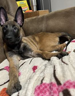Kimber