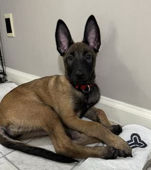 Kimber