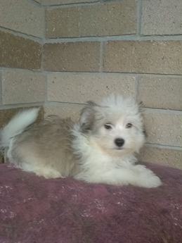 Laney
