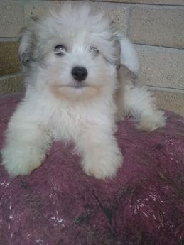 Laney