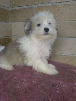 Laney