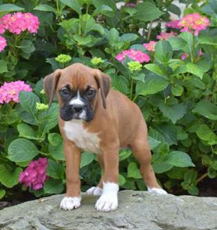 Lily