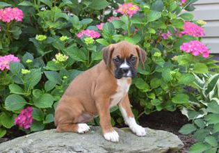 Lily