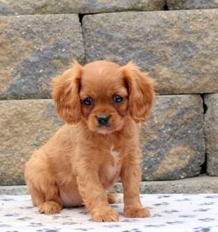 Mable