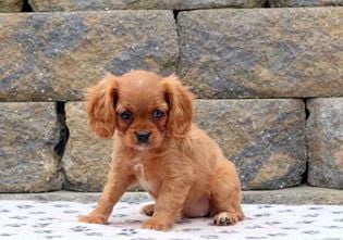 Mable