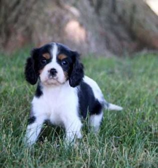 Macy
