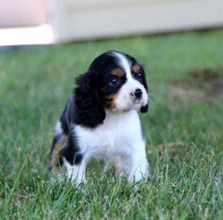 Macy
