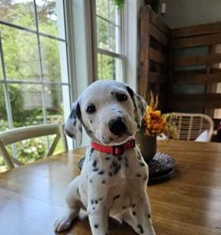 Max