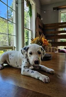 Max
