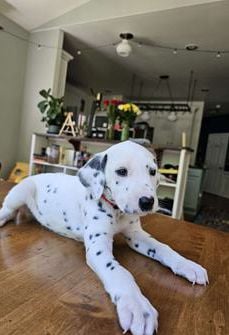 Max