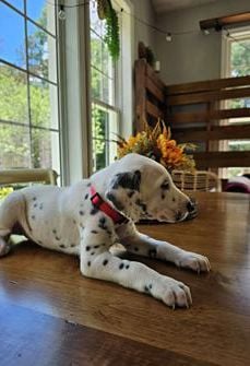 Max