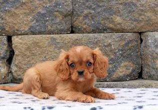 Minnie