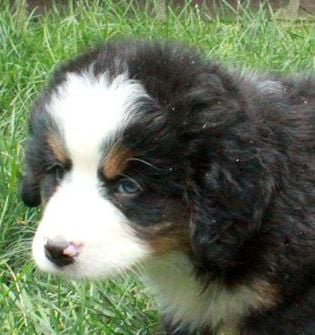 Odin