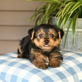 Parker
