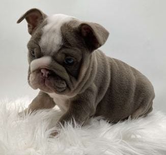 Polly