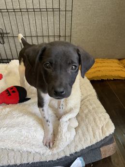 Rainbow (Pride Litter)