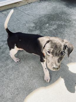 Rainbow (Pride Litter)