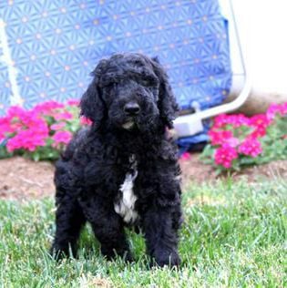 Riley