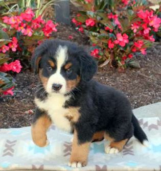 Sampson