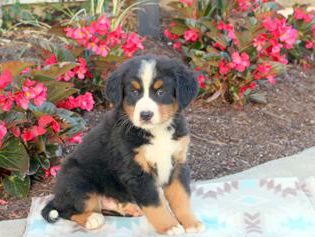Sampson