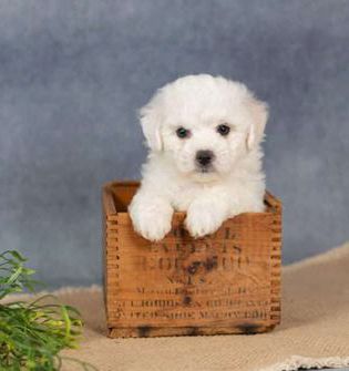 Samson