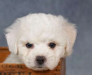 Samson