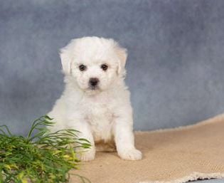 Samson