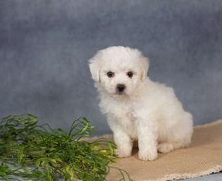 Samson