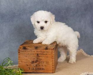 Samson