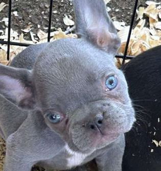 SkyBoi