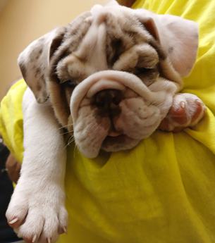 Sparky