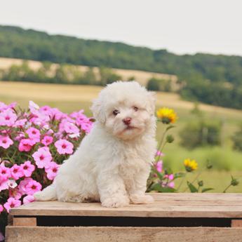 Teddy