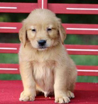 Teddy