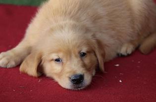 Teddy