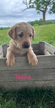 Tessa
