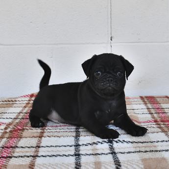 Wilbur