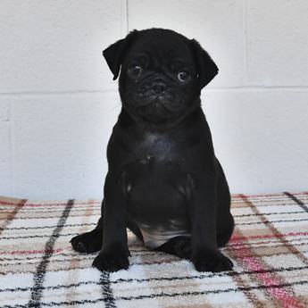 Wilbur