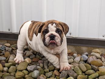 Ziggy