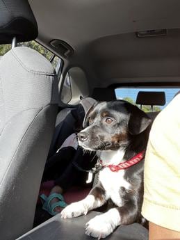 mix breed dog needs urgent urgent foster home immediately – - Puppy Area