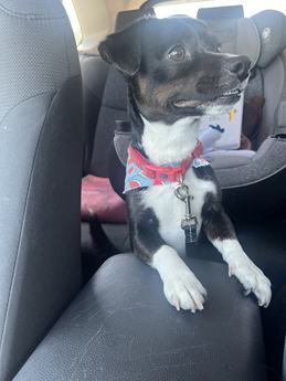 mix breed dog needs urgent urgent foster home immediately – - Puppy Area