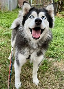 Aspen