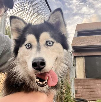 Aspen
