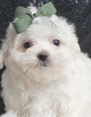 Aster