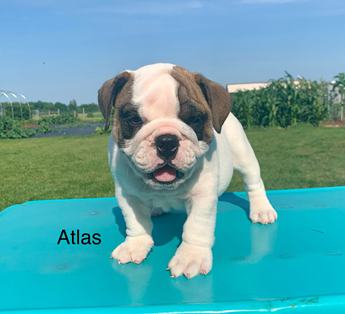 Atlas