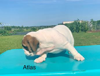 Atlas
